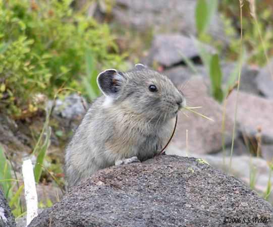 pika59MT