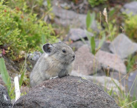 pika61MT