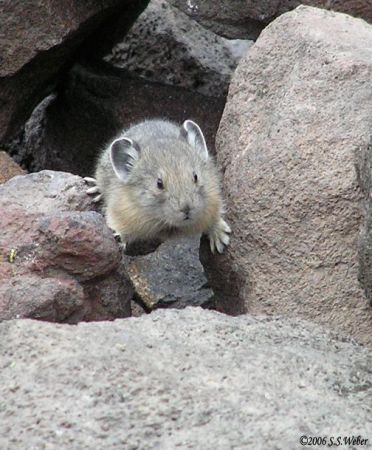 pika65MT