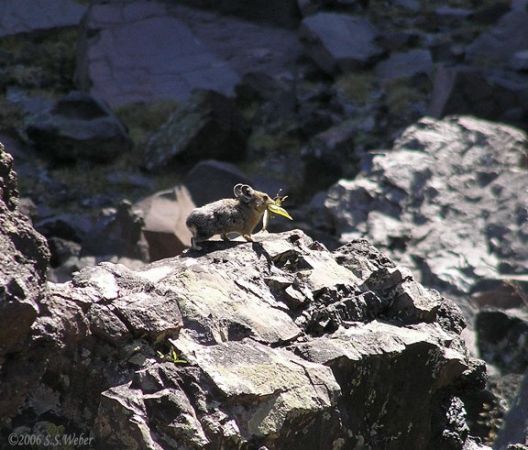 pika69MT