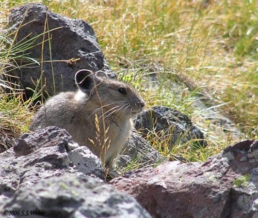 pika70MT
