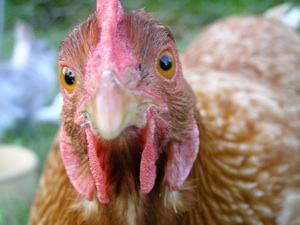 Adventures with Backyard Chickens