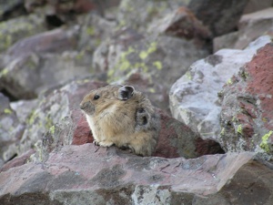 Alaska uses bad science to justify hunting of collared pika